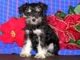Minyatür Schnauzer Kraliçeleri: Evinizi Güzellikleriyle Taçlandırıyorlar!