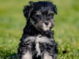 Minyatür Schnauzer Yavrularıyla Hayalinizdeki Köpeği Bulun!