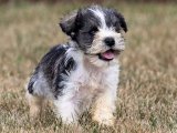 Minyatür Schnauzer Yavrularıyla Hayatınıza Renk Katın!