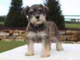 Minyatür Schnauzer Yavruları – Sağlık Kontrollü ve Aşıları Tam!