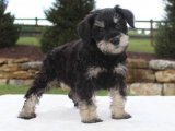 Mini Schnauzer Yavruları – Şımarık ve Oyuncu!