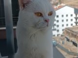Yakışıklı oğluma eş arıyorum