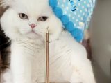 British longhair oğluma British eş ariyorum