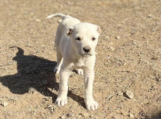 Akbaş cinsi yavrumuz ırk garantili güzel bir köpektir