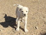 Safkan Akbaş Yavrularıyla Kaliteli Bir Dost Edinin!