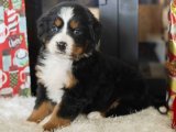 En Güzel Dostlar: Bernese Dağ Köpekleriyle Hayatınızı Renklendirin!