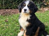 Uyumlu Dostlar: Bernese Dağ Köpekleri Şimdi Sizi Bekliyor!