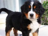 Bernese Dağ Köpekleri: Ailelerin Favorisi!