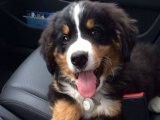 Minik Patiler, Büyük Sevgi: Bernese Dağ Köpekleri Satışta!