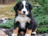 Bernese Dağ Köpeği Yavrularıyla Aşkın ve Sevginin Farkına Varın!