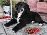 Minik Dostlar, Büyük Sevgi: Bernese Dağ Köpekleri Satışta!