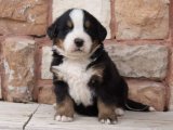 Bernese Dağ Köpekleri: Evine Huzur ve Sıcaklık Katın!