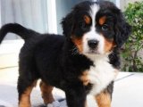 Bernese Dağ Köpeği Yavrularıyla Gelen Huzur ve Mutluluk!