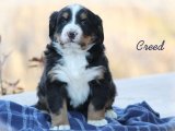 Sadık Dostlar: Bernese Dağ Köpekleri Sizi Bekliyor!