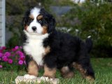 En İyi Bernese Dağ Köpeği Yavruları Burada!