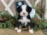 Bernese Dağ Köpekleri: Sevgi Dolu Yuvanıza Katılabilir!