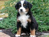 Sevgi Dolu Bernese Dağ Köpekleri: Ailenize Mutluluk Katın!