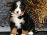 Zeki ve Sevimli: Bernese Dağ Köpekleriyle Dolu Bir Hayat!