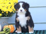 Harika Bernese Dağ Köpekleri: Sevgi Dolu Yuvanıza Katılabilir!