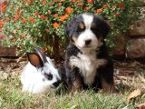 Minik Patiler, Büyük Sevgi: Bernese Dağ Köpekleri Aranıyor!