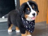 Harika Bernese Dağ Köpeği Yavruları: Şimdi Bulunabilir!