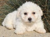 Sevimlilikte Sınır Yok: Bişon Çuha Köpeği Yavruları Satışta!