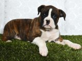 Enerji Dolu Boxer Yavrularıyla Hayatınıza Renk Katın!