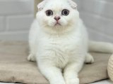 Scottish fold dişi