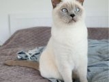 British shorthair dişi