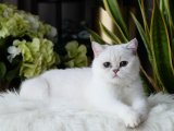 British shorthair dişi