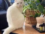 Scottish fold dişi