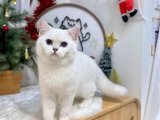 British shorthair dişi
