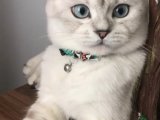 British shorthair dişi