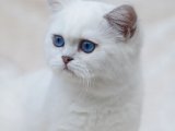 British shorthair dişi
