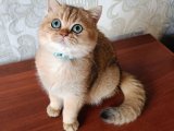 British shorthair dişi
