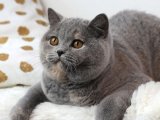 British shorthair dişi