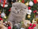 Scottish fold dişi