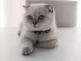 yakışıklı oğluma eş arıyorum