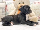Köpek Dünyasının Renkli Karakterleri: Şahane Boxer Yavrular Satışta!