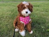 Cavapoo Cazibesi: Minik Dostlarımız Yeni Sahiplerini Arıyor!
