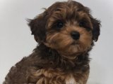 Ailenizi Tamamlayacak Minik Patiler: Cavapoo Yavruları Satışta!