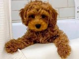 Cavapoo Şıklığı: Oyuncu Yavrularımızın Satışı Başladı!