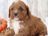 Hayalinizdeki Dostunuzu Buldunuz: Cavapoo Yavruları Şimdi Alın!