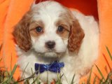 Cavapoo Güzellikleri: Sağlıklı ve Cana Yakın Yavrular Satışta!