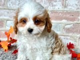 Cavapoo Şıklığı: Minik Dostlarımız Sizi Bekliyor!