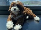 Cavapoo Ailesine Katılın: Minik Patilerle Büyüleyici Anlar Sizi Bekliyor!