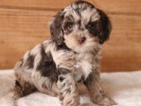 Sevgi ve Neşe Dolu: Cavapoo Yavrularımız Sizi Bekliyor!