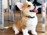 Corgi Ailesine Hoş Geldiniz: Evlerinize Şenlik Katmaya Gelen Yavrular!