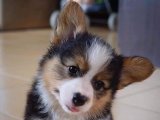 Sevimlilikte Sınır Tanımayanlar: Corgi Yavrularımız Evlerinizi Aydınlatmaya Hazır!
