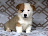 Corgi Cazibesiyle Büyülenin: Yavrularımızın Büyülü Dünyasına Katılın!
